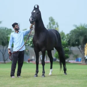 Bhim