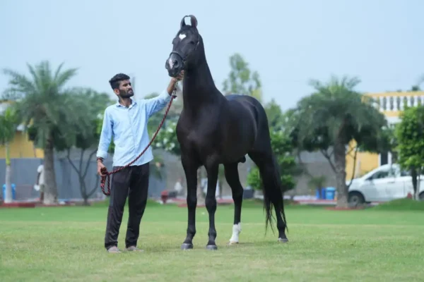 Bhim