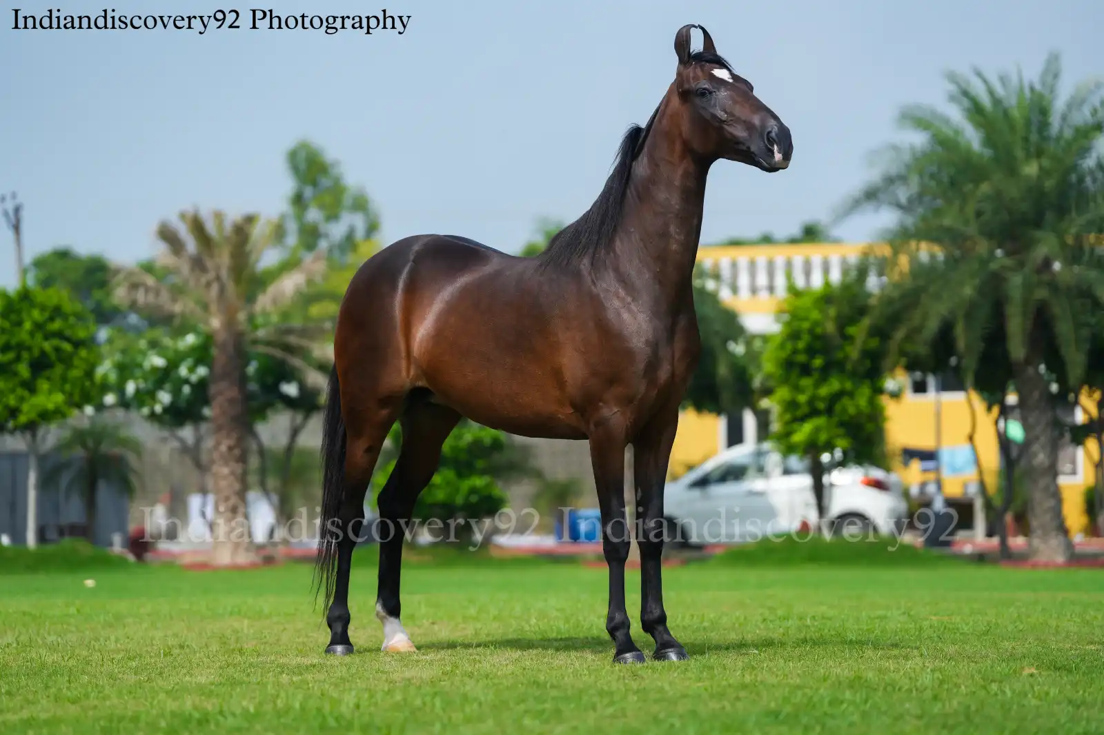 Mare Hina - Image 2