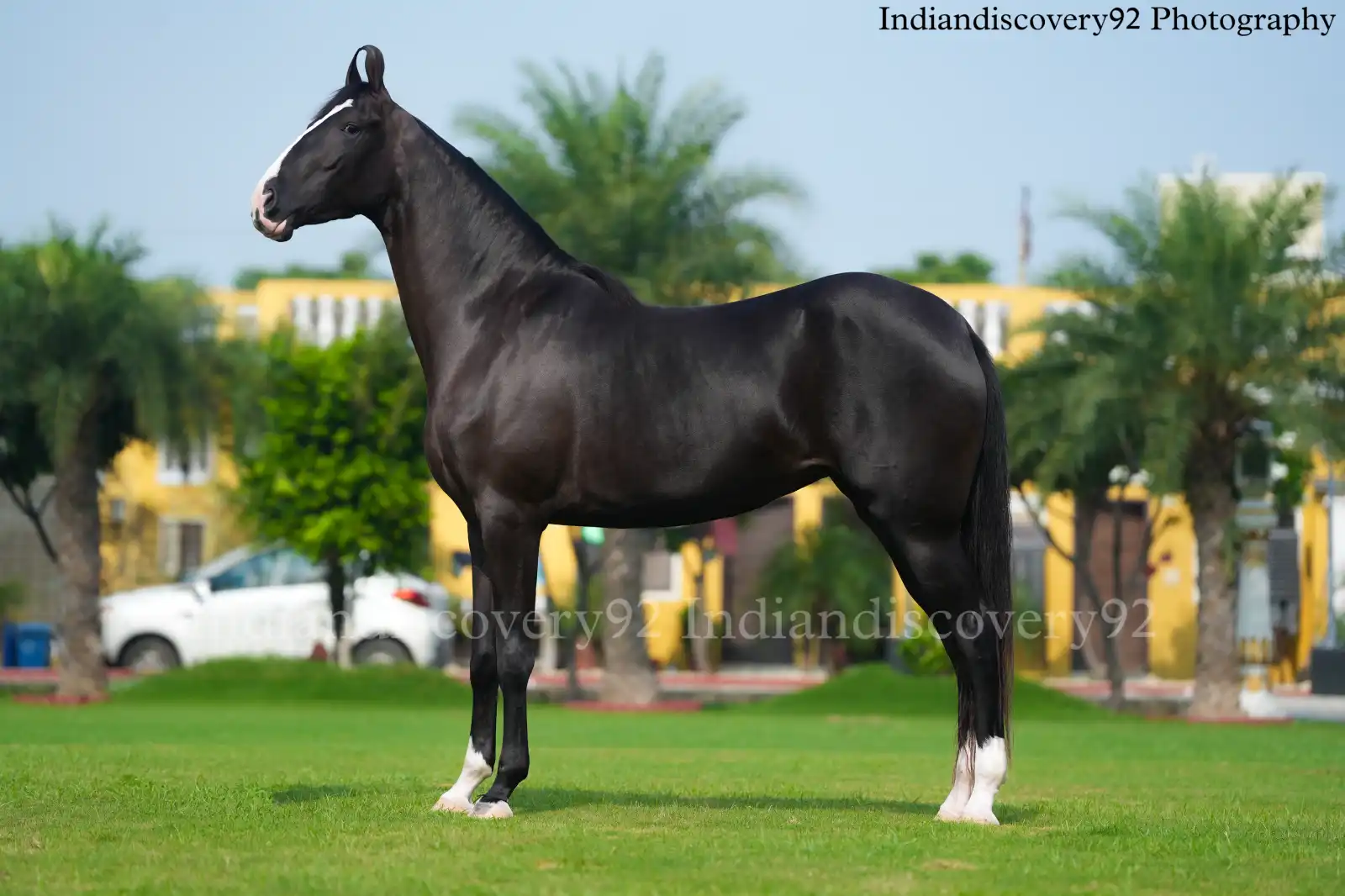 Filly Saira - Image 2