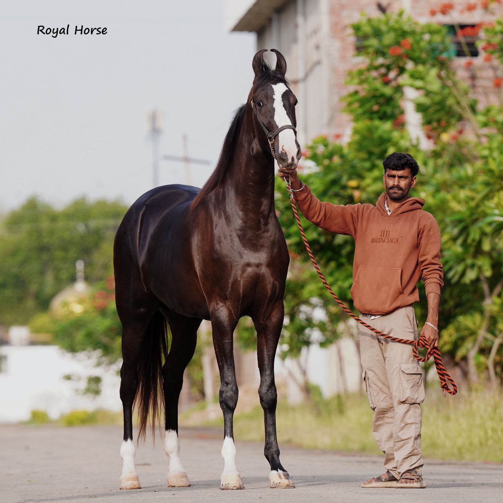 Filly Saira - Image 2