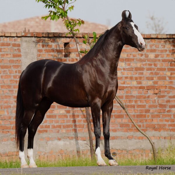 Filly Saira