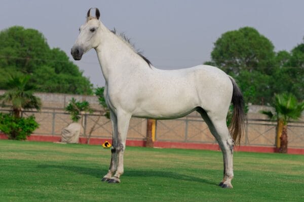 Mare Basant