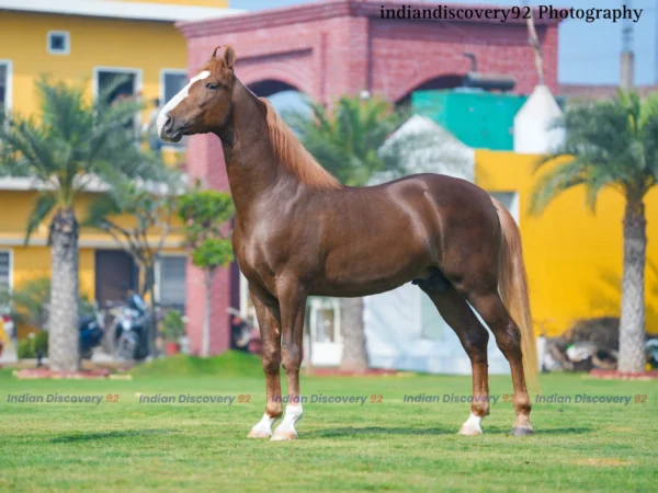 Colt Bharamdev