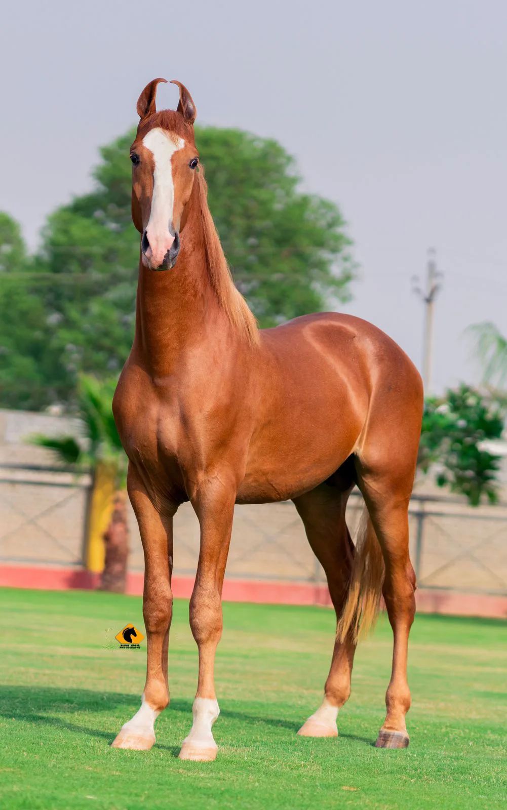 Colt Bharamdev - Image 2