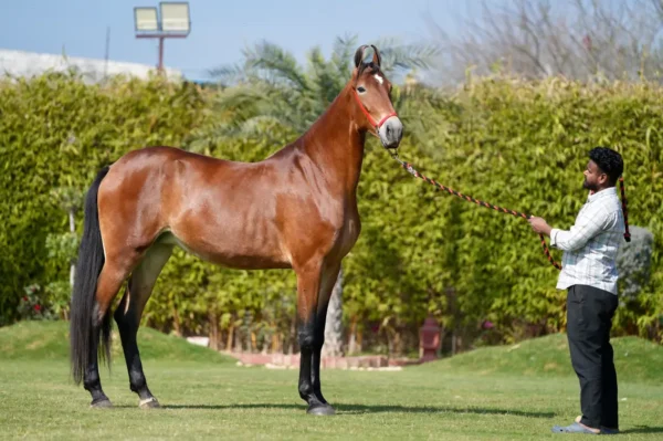 Mare Inaayat