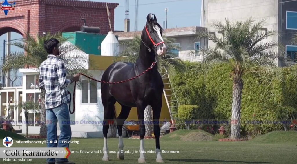 Karamdev - Jay Stud Farm
