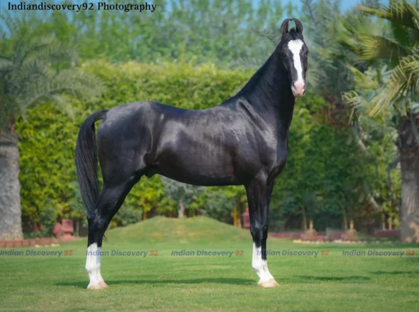 Karamdev - Jay Stud Farm