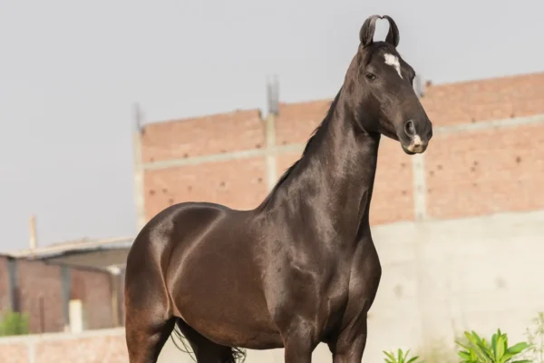 Mare Alia