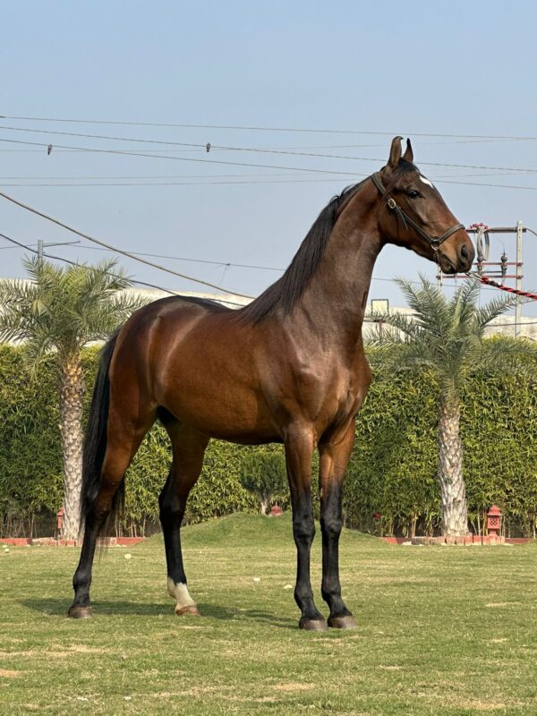 Filly Nandini