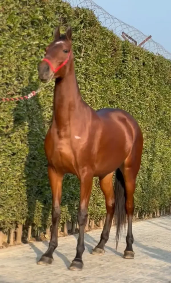 Mare Nurjahan