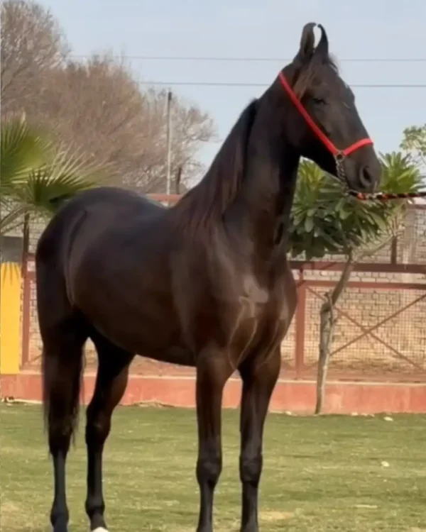 Filly Raj Lakshmi