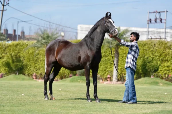Mare Roop