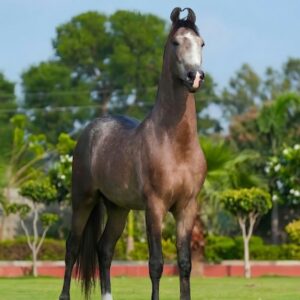 Colt Khudabaksh