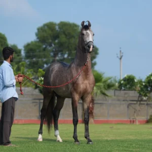 Colt Khudabaksh