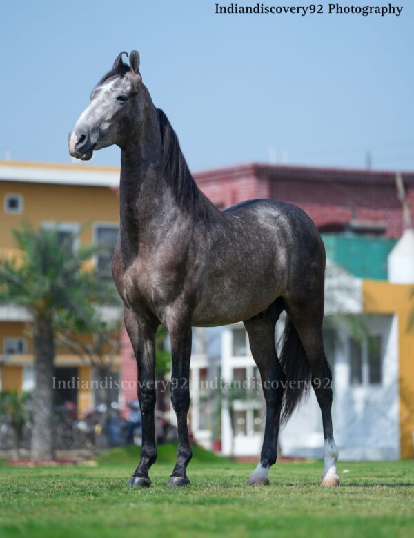 Colt Khudabaksh