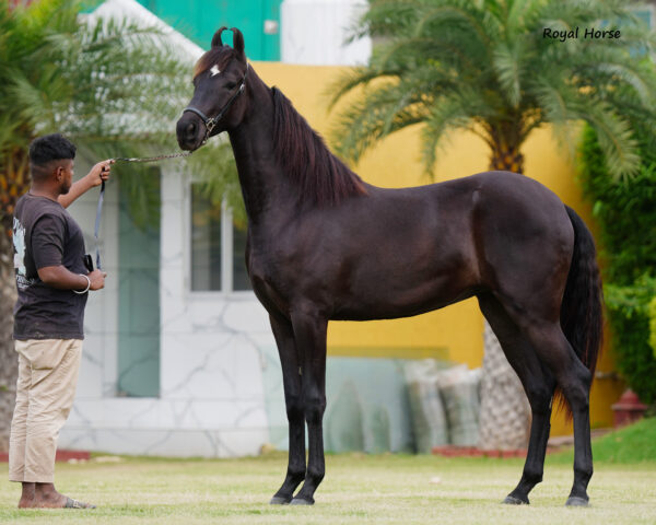Filly Mohabbat