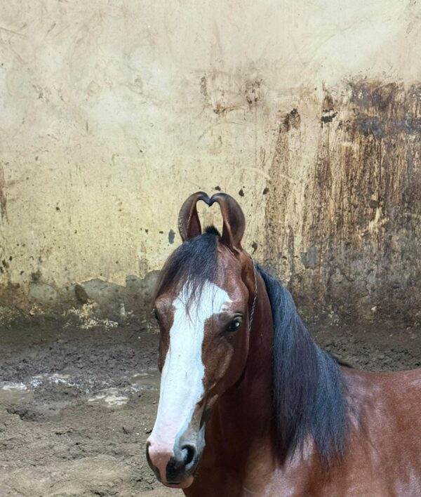 Colt Suryavanshi