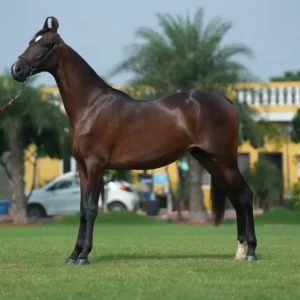 Filly Radha