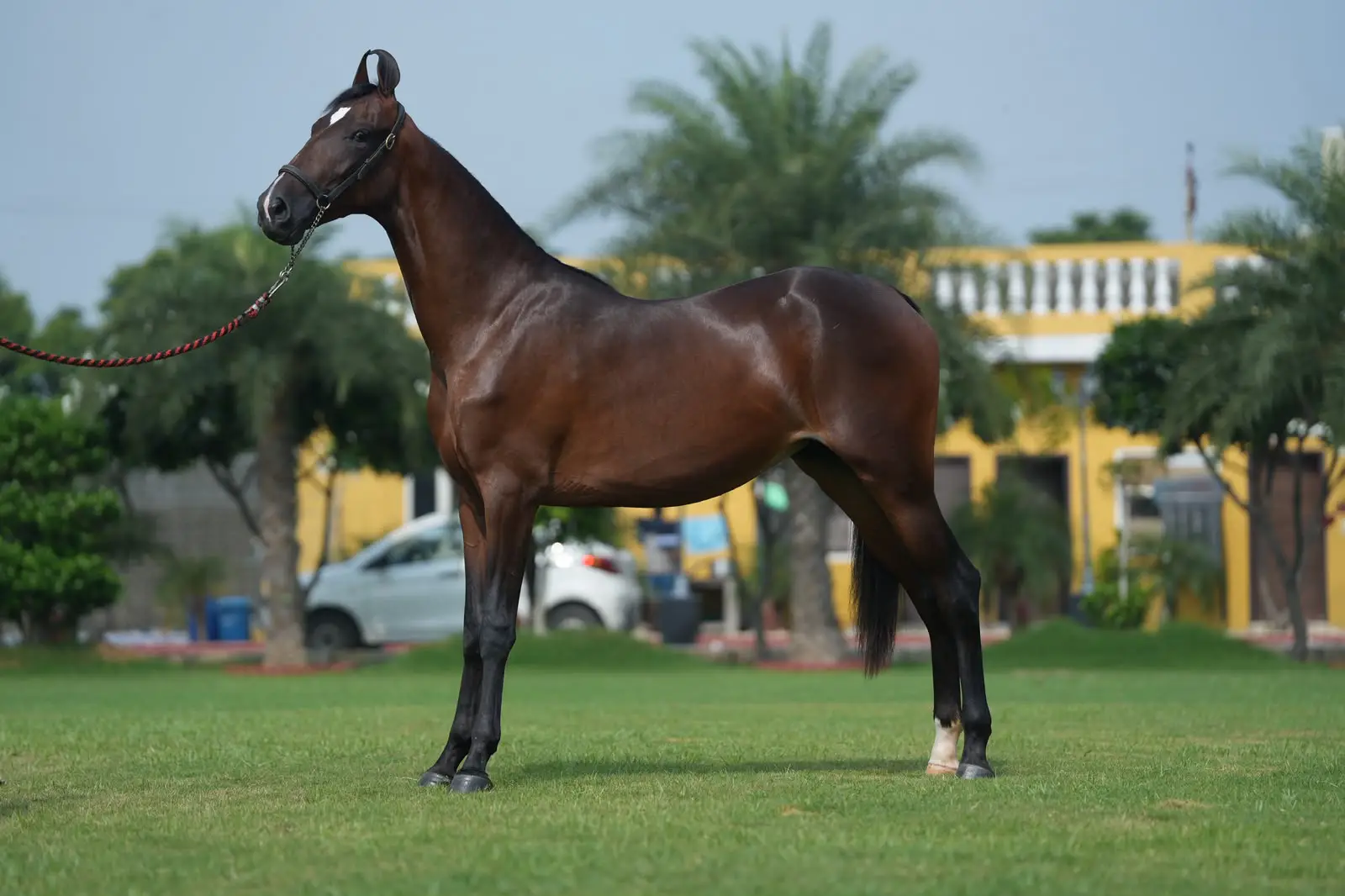 Filly Radha