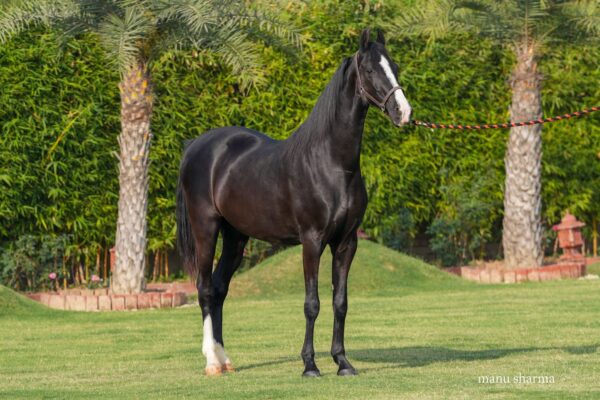 Mare Laxmi