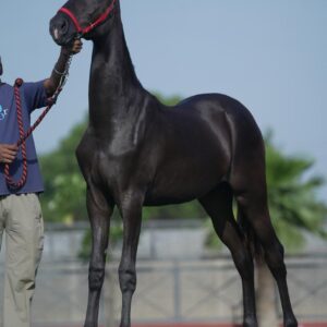 Filly Haseena