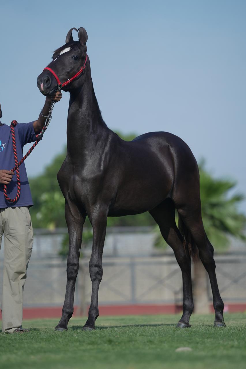 Filly Haseena