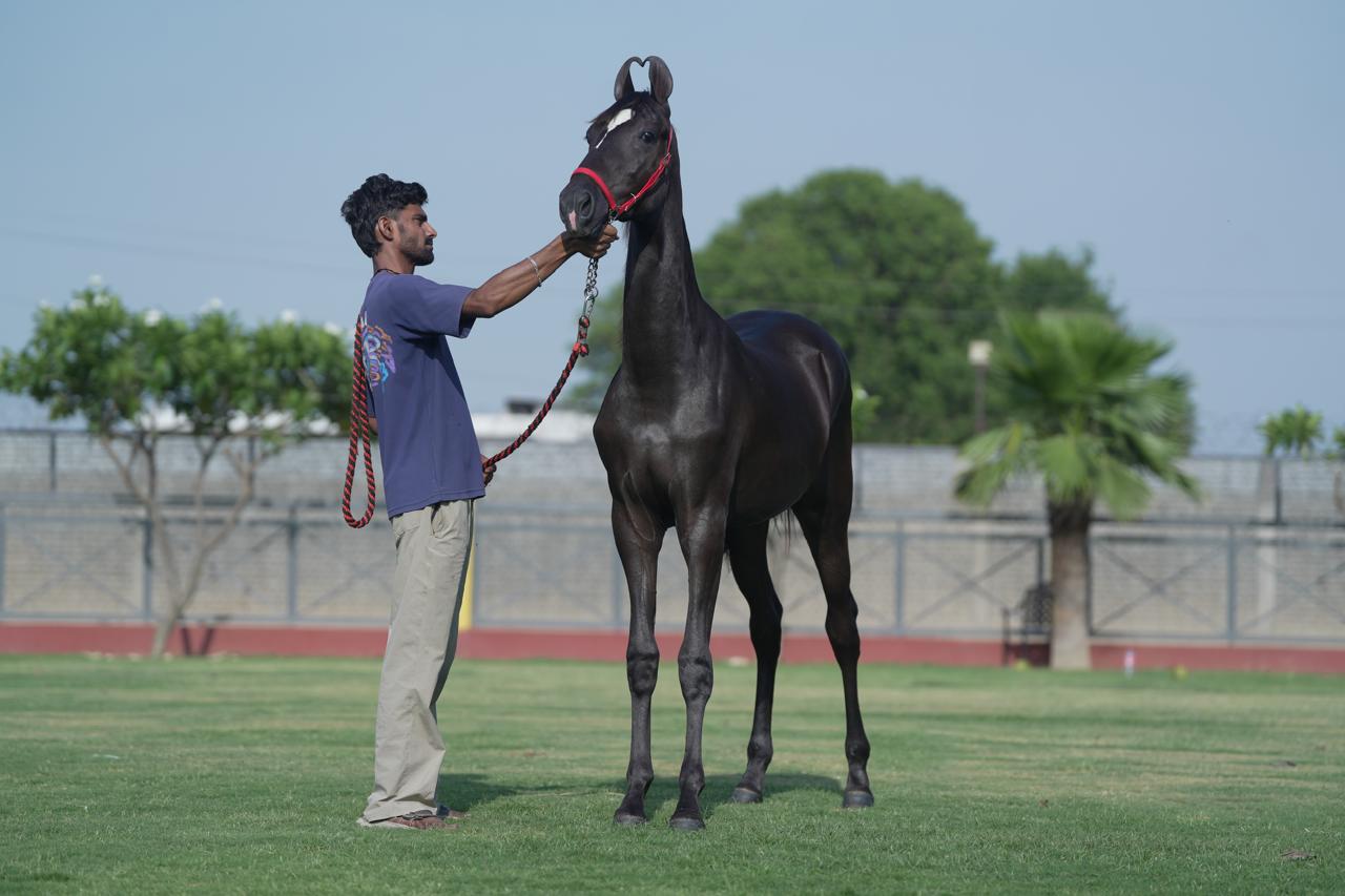 Filly Haseena - Image 5