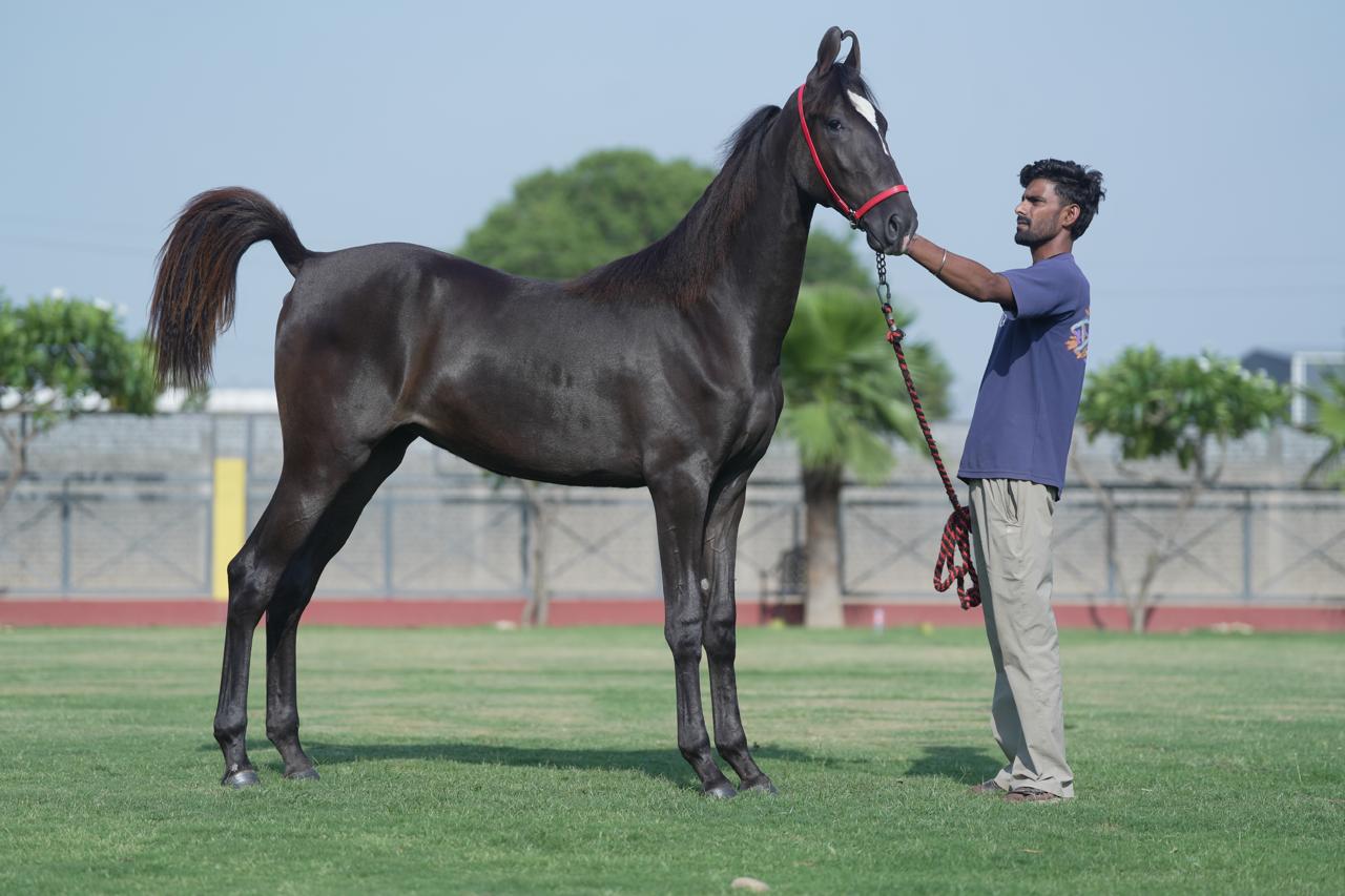 Filly Haseena - Image 4