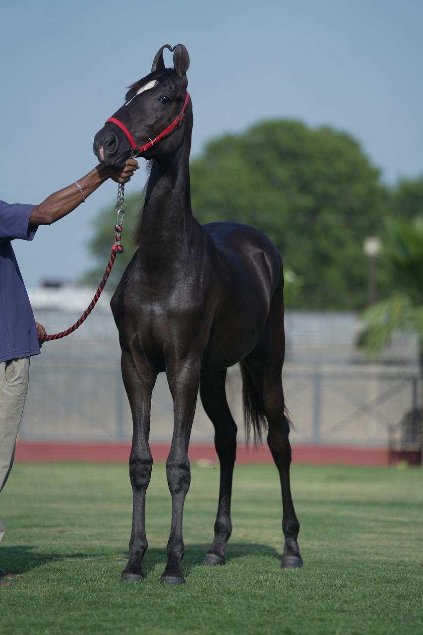 Filly Haseena - Image 6