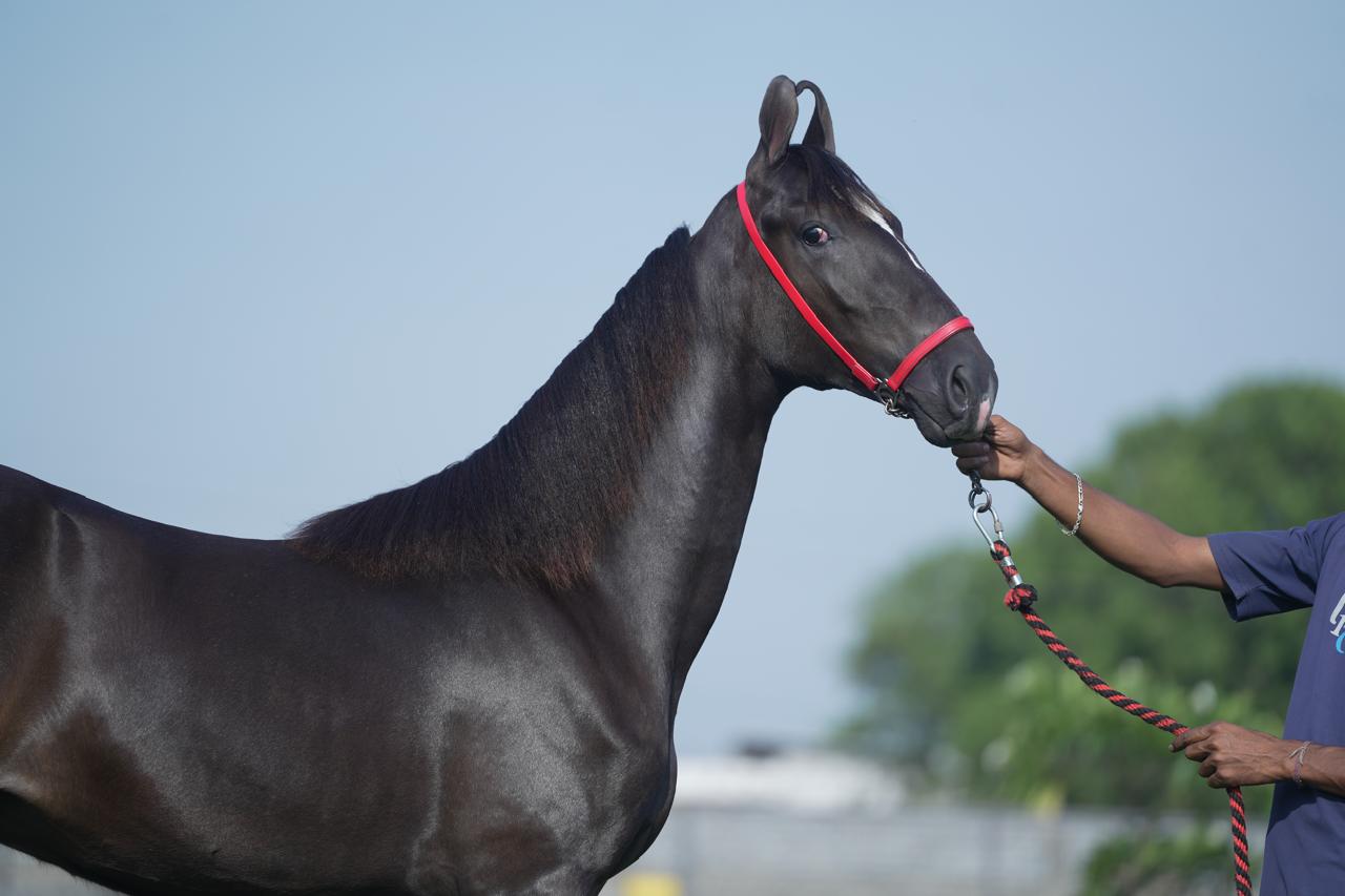 Filly Haseena - Image 3