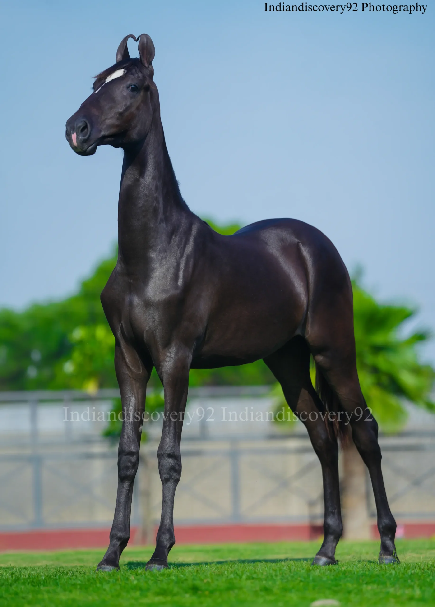 Filly Haseena - Image 14