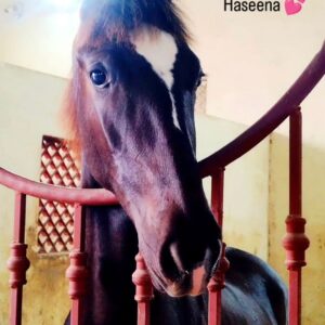 Filly Haseena