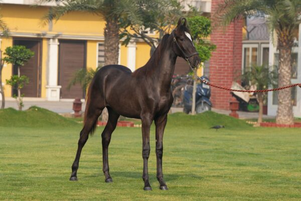 Filly Haseena