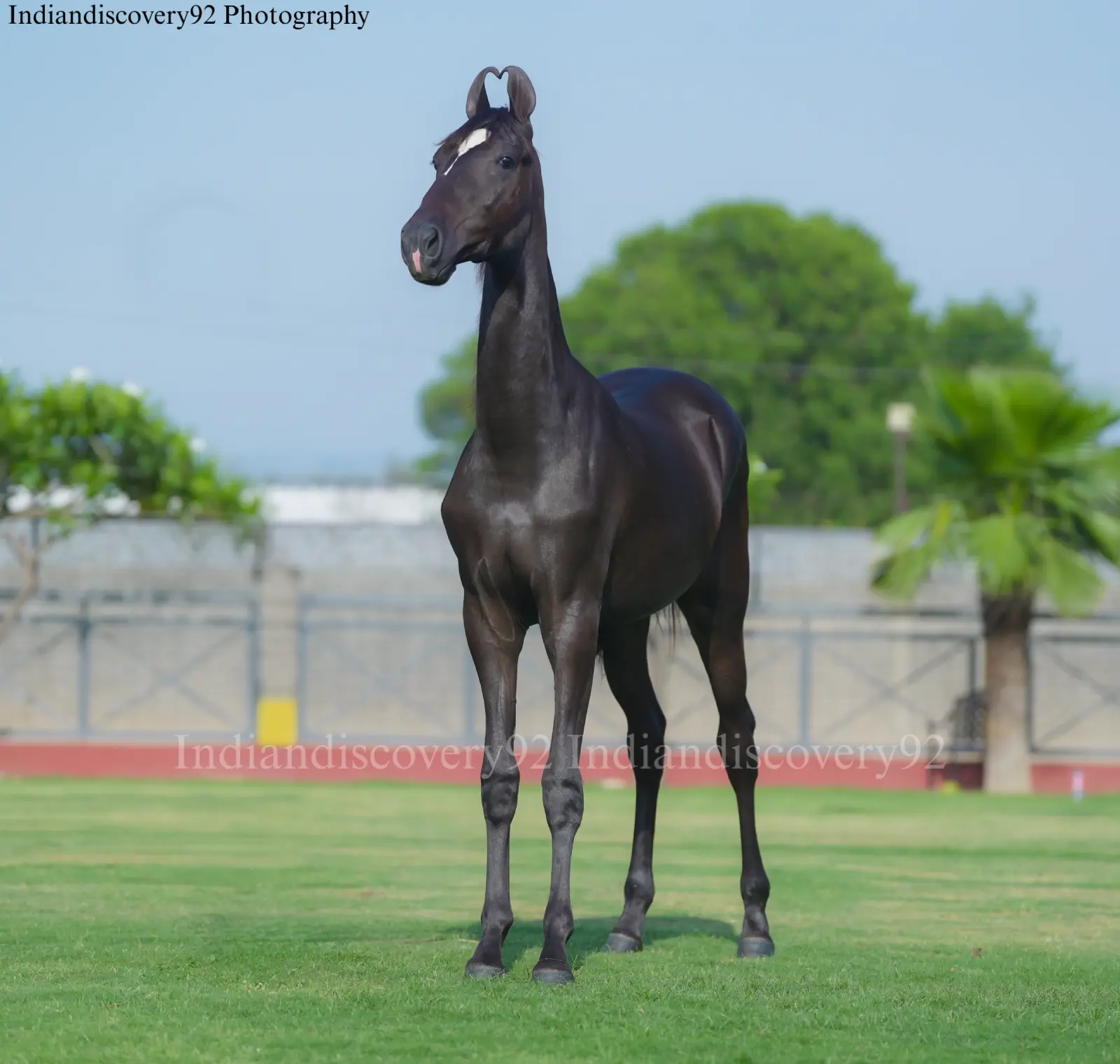 Filly Haseena - Image 2
