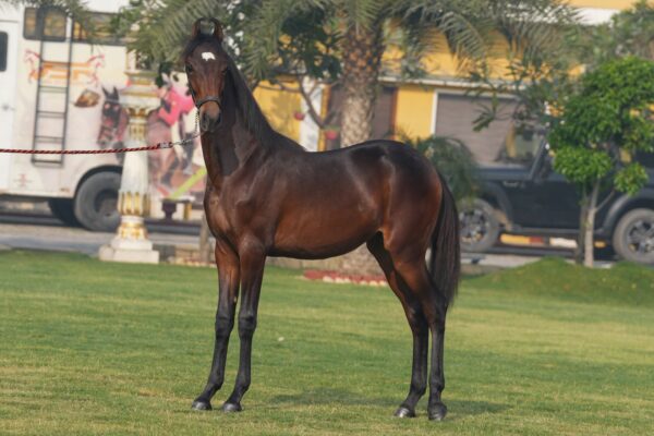 Filly Meher