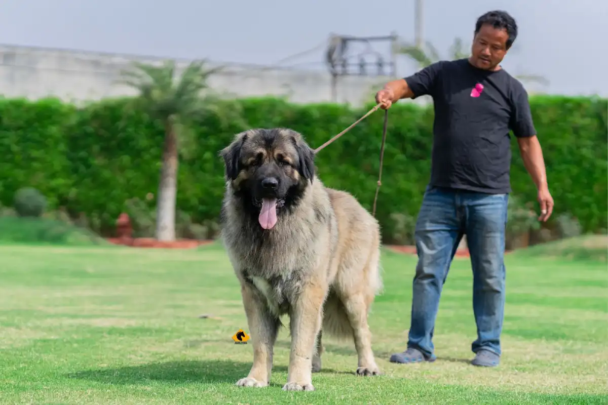 Breed Caucasian Shephard - Image 7