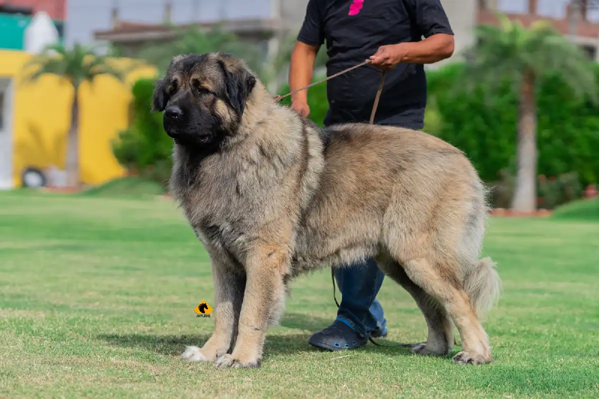 Breed Caucasian Shephard - Image 8