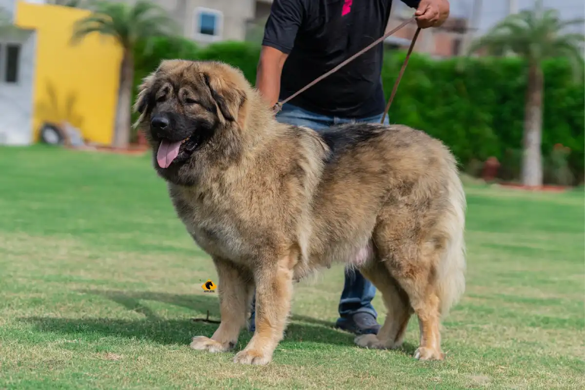 Breed Caucasian Shephard - Image 10