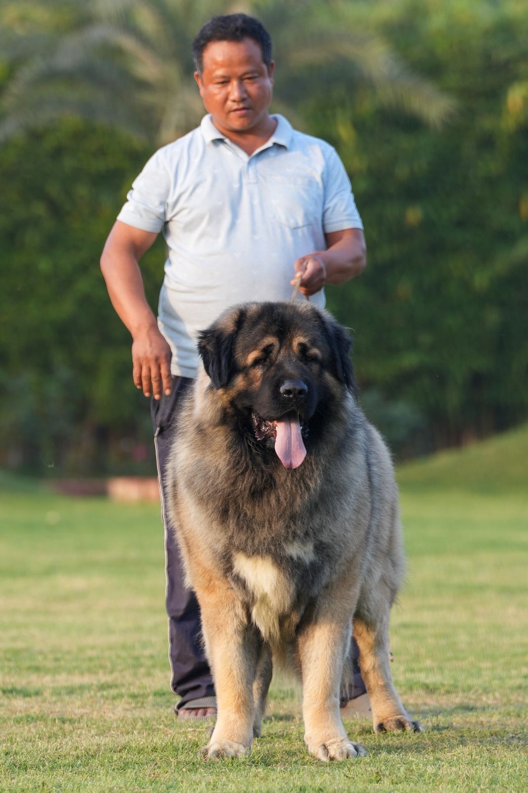 Breed Caucasian Shephard - Image 27