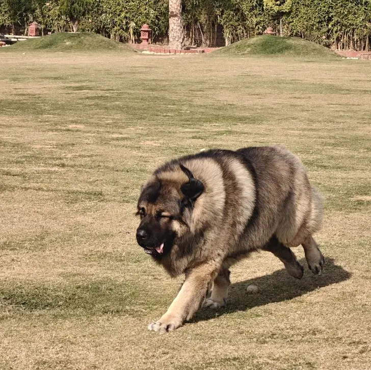 Breed Caucasian Shephard - Image 6