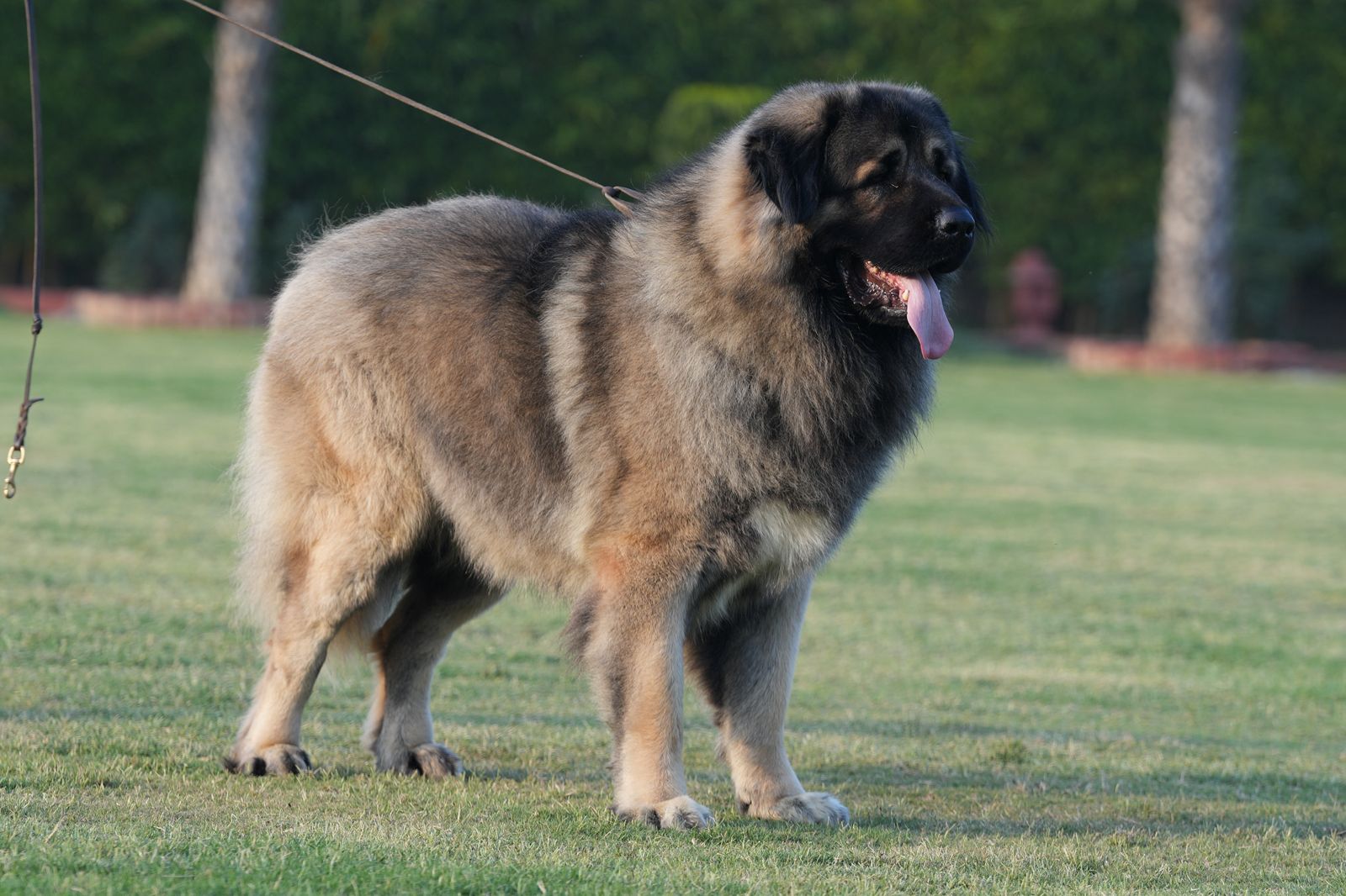 Breed Caucasian Shephard - Image 26