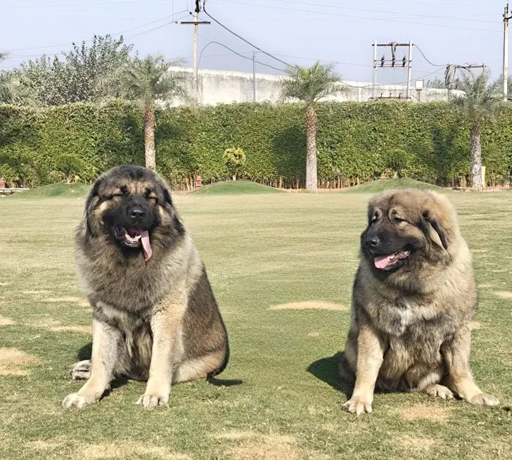 Breed Caucasian Shephard