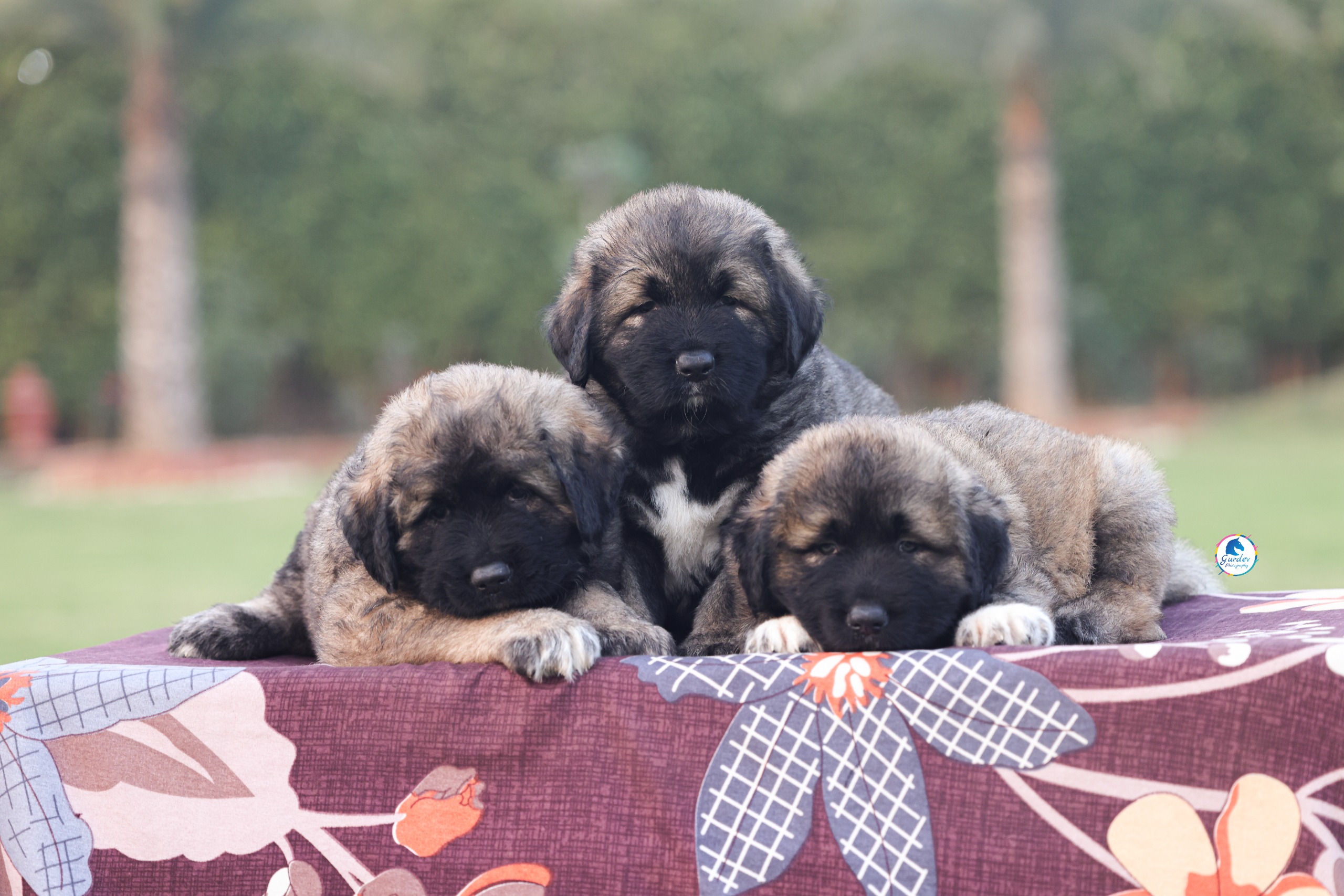 Breed Caucasian Shephard - Image 5