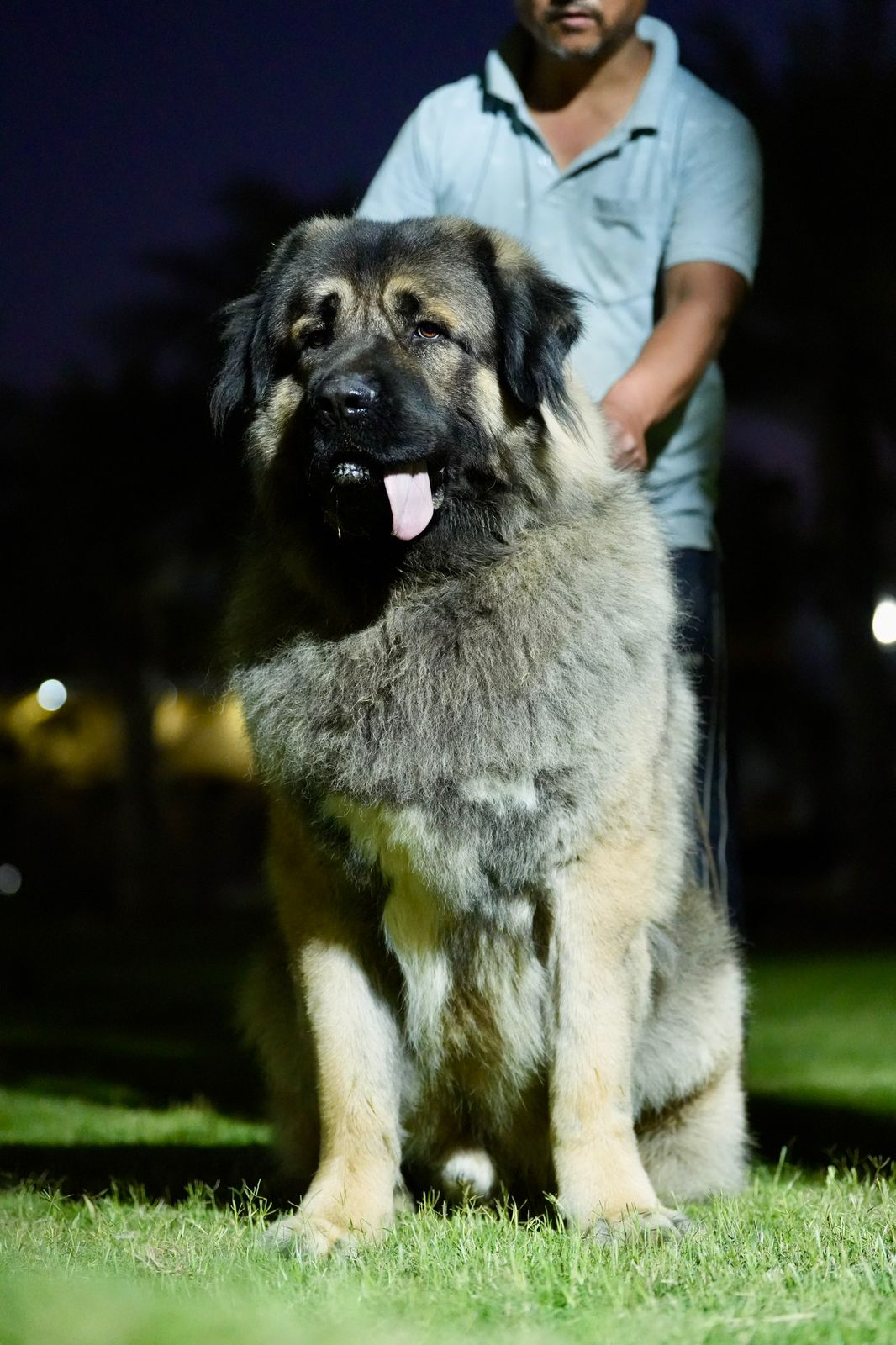 Breed Caucasian Shephard - Image 20