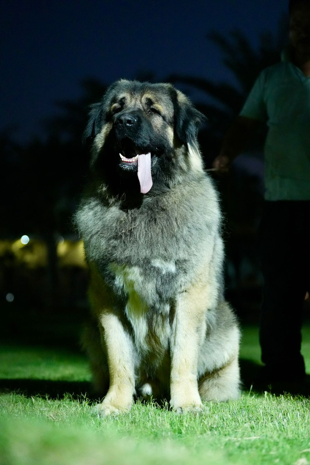 Breed Caucasian Shephard - Image 19