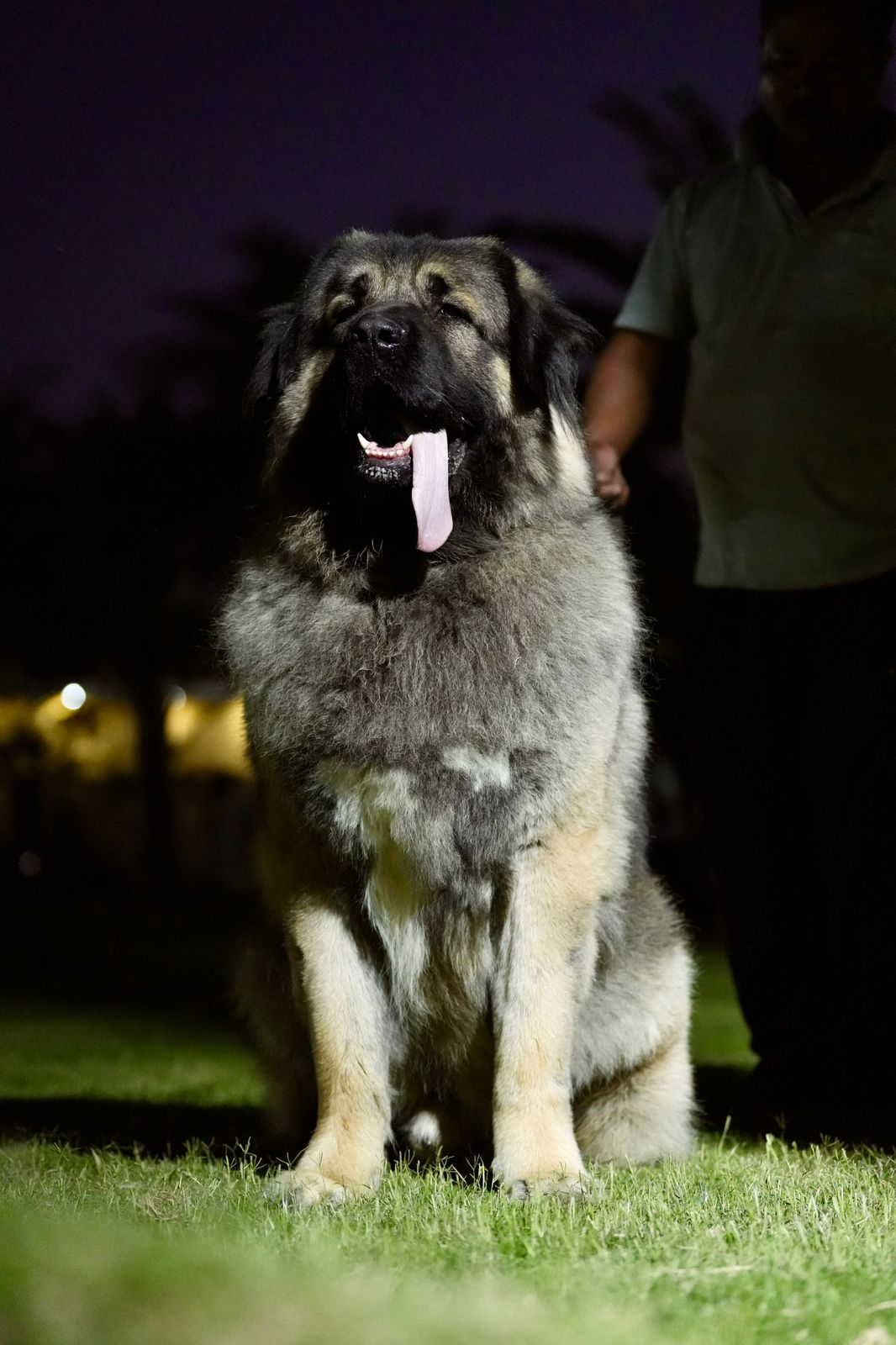 Breed Caucasian Shephard - Image 18