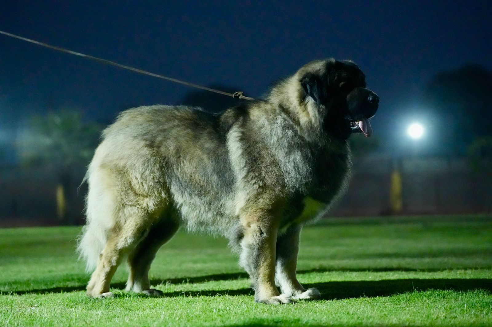 Breed Caucasian Shephard - Image 17