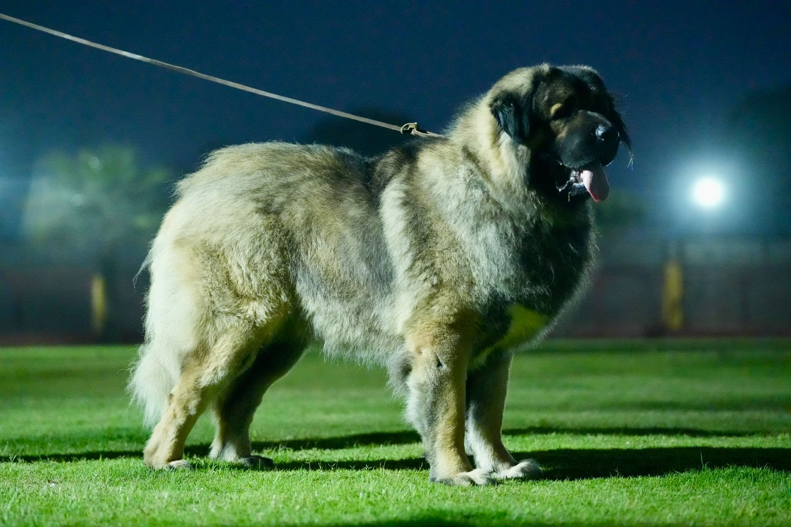 Breed Caucasian Shephard - Image 16