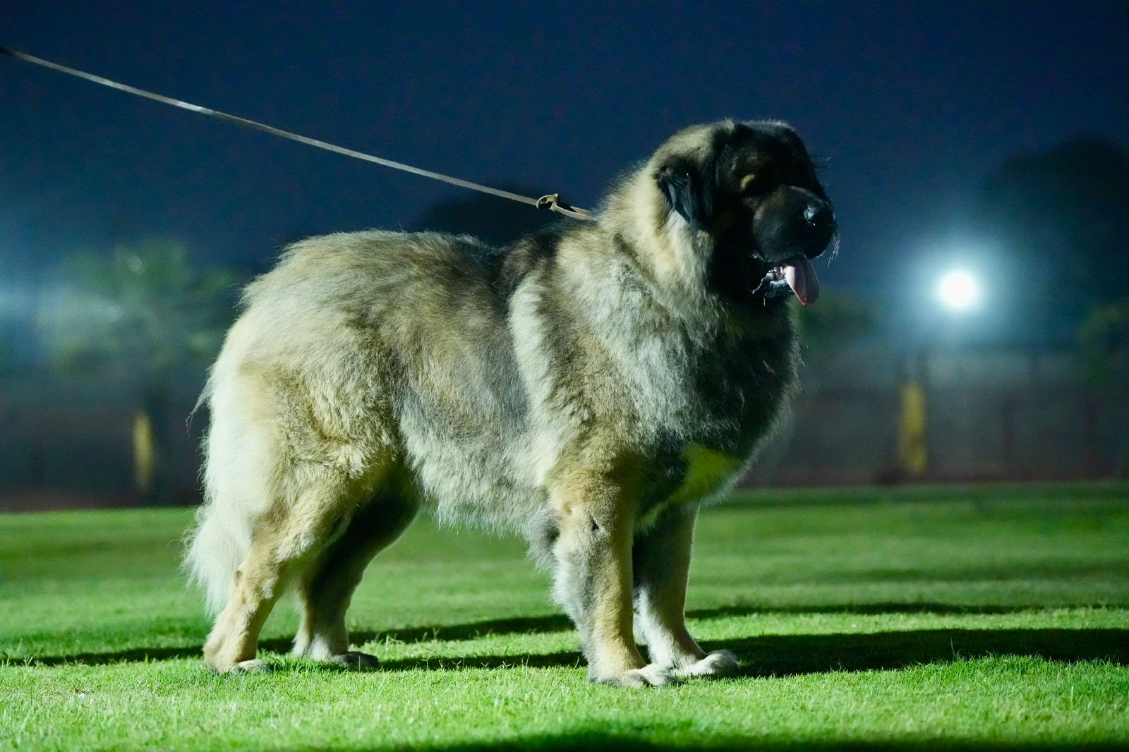 Breed Caucasian Shephard - Image 15